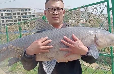 钓鱼狂人的喜悦！崂山水库捕获40-50公斤大青鱼
