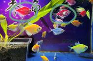 小型鱼疾病困扰，为何换水、用药后选择全面清缸？