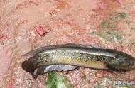 营养价值丰富且常被误认为黑鱼的山涧小溪垂钓技巧