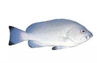 深海奇观：石斑鱼的丰富多样性
