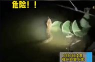 福州男子夜钓遭遇超级巨蟒，为何不攻击人？