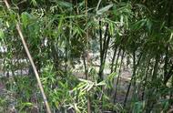 农村野河边的竹子变身钓鱼神器